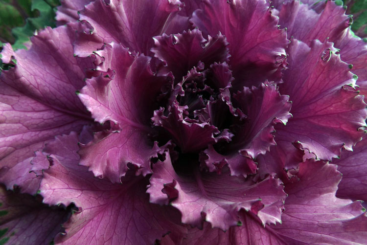 Kale ornamental kale