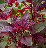 Red Leaf Amaranth
